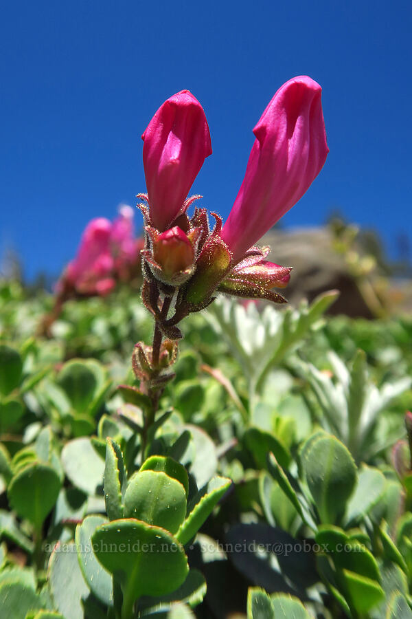 cliff penstemon (Penstemon rupicola) [Blair Lake Trail, Willamette National Forest, Lane County, Oregon]