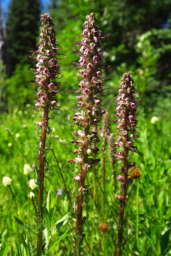 elephant's-head lousewort (Pedicularis groenlandica) [Blair Meadows, Willamette National Forest, Lane County, Oregon]