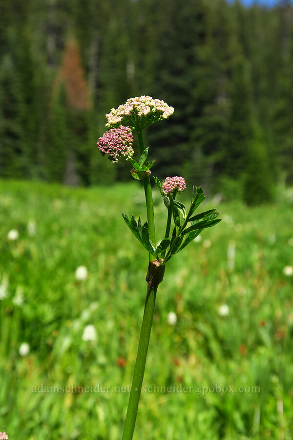 celery-leaf lovage (Ligusticum apiifolium) [Blair Meadows, Willamette National Forest, Lane County, Oregon]