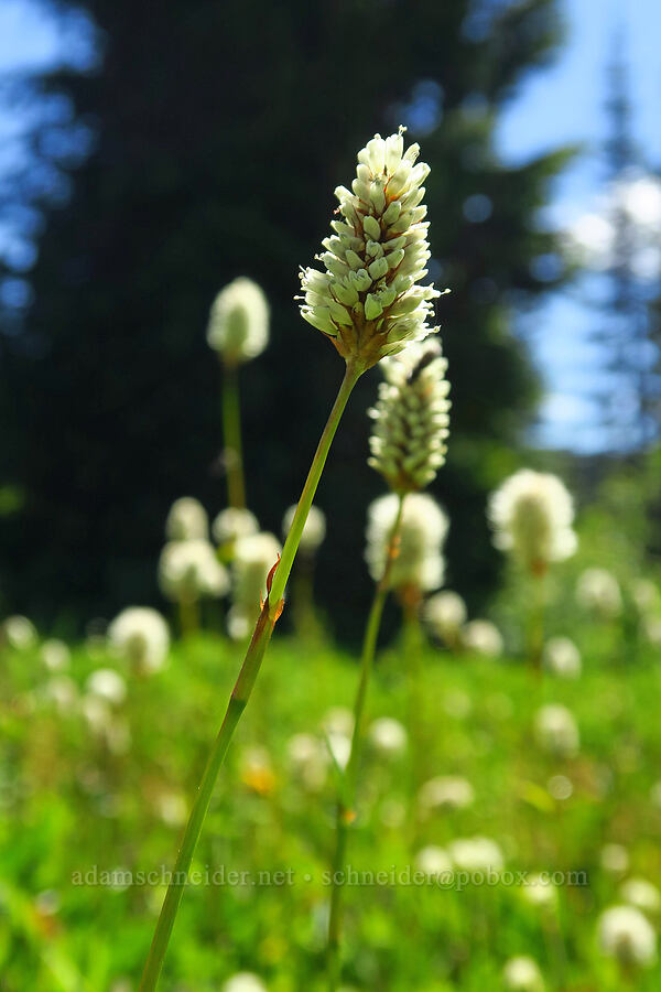 western bistort (Bistorta bistortoides (Polygonum bistortoides)) [Blair Meadows, Willamette National Forest, Lane County, Oregon]