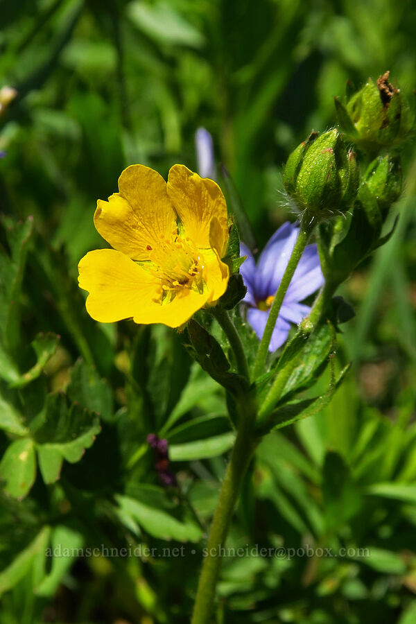 Drummond's cinquefoil (Potentilla drummondii ssp. drummondii) [Blair Meadows, Willamette National Forest, Lane County, Oregon]