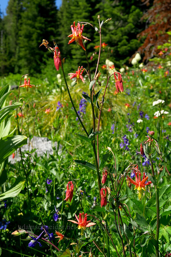 western columbine (Aquilegia formosa) [Blair Meadows, Willamette National Forest, Lane County, Oregon]