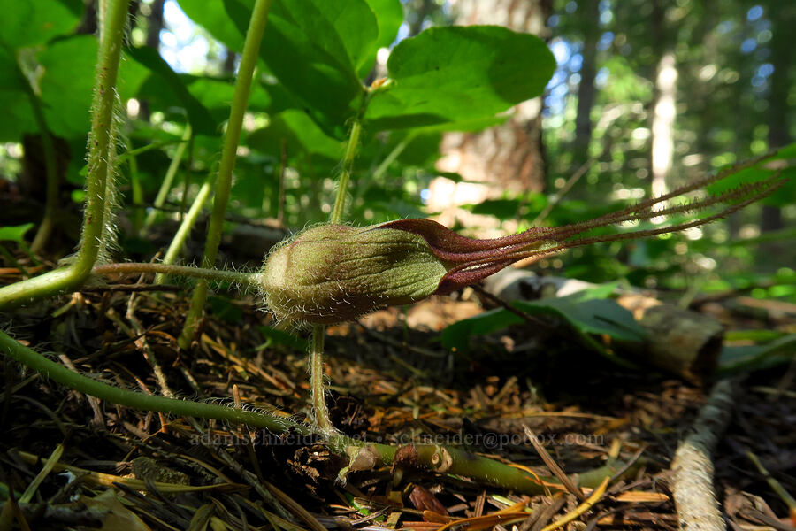 closed wild ginger flower (Asarum caudatum) [Alpine Trail, Willamette National Forest, Lane County, Oregon]
