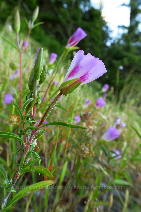 farewell-to-spring (Clarkia amoena) [Alpine Trail, Willamette National Forest, Lane County, Oregon]
