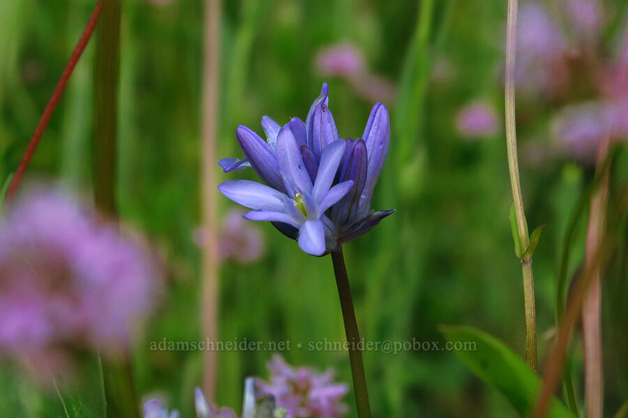 ookow & rosy plectritis (Dichelostemma congestum (Brodiaea congesta), Plectritis congesta) [Alpine Trail, Willamette National Forest, Lane County, Oregon]