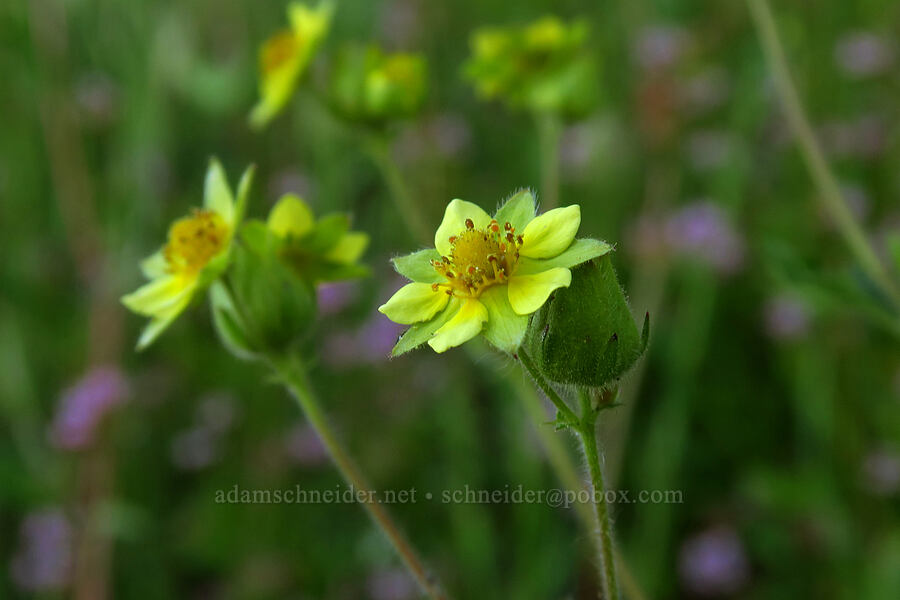 sticky cinquefoil (Drymocallis glandulosa (Potentilla glandulosa)) [Alpine Trail, Willamette National Forest, Lane County, Oregon]