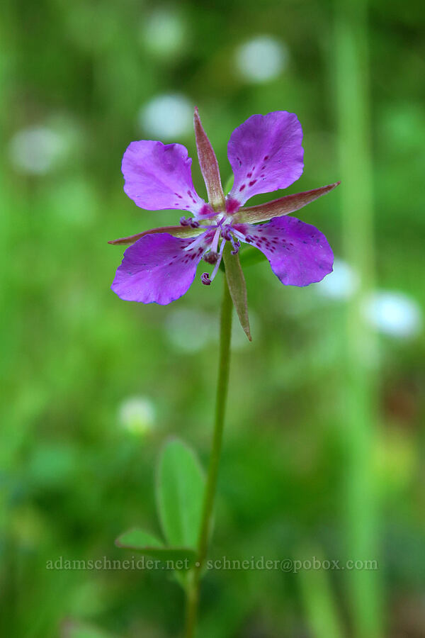 diamond clarkia (Clarkia rhomboidea) [Alpine Trail, Willamette National Forest, Lane County, Oregon]