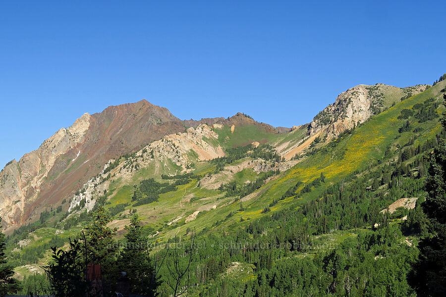 Superior Peak & Little Cottonwood Canyon [Albion Basin Road, Alta, Salt Lake County, Utah]