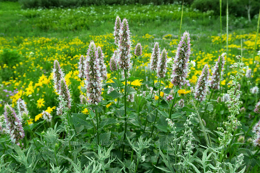 nettle-leaf horsemint (Agastache urticifolia) [Albion Basin Road, Alta, Salt Lake County, Utah]