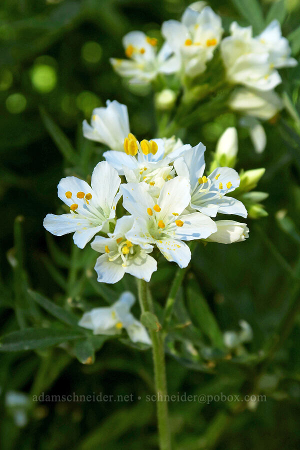 leafy Jacob's-ladder (Polemonium foliosissimum var. alpinum) [Cecret Lake Trailhead, Alta, Salt Lake County, Utah]