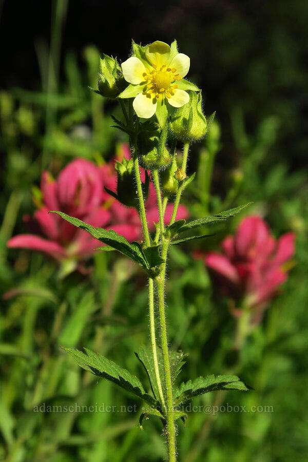 sticky cinquefoil (Drymocallis glandulosa (Potentilla glandulosa)) [Cecret Lake Trail, Alta, Salt Lake County, Utah]