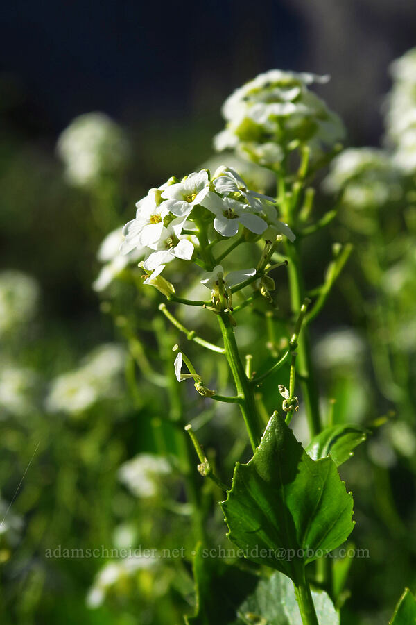 heart-leaved bittercress (Cardamine cordifolia) [Cecret Lake Trail, Alta, Salt Lake County, Utah]