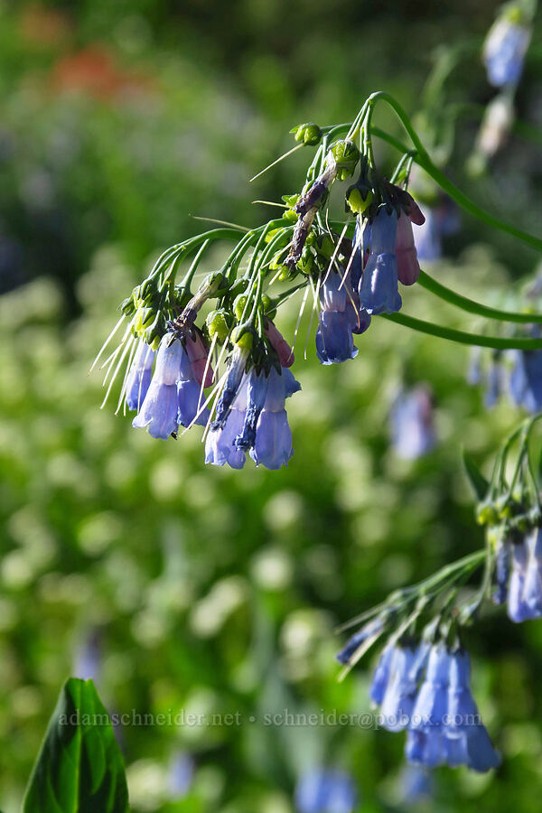 tall bluebells (Mertensia ciliata) [Cecret Lake Trail, Alta, Salt Lake County, Utah]