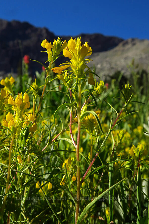 Tolmie's owl's-clover (Orthocarpus tolmiei) [Cecret Lake Trail, Alta, Salt Lake County, Utah]