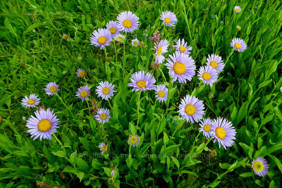 subalpine fleabane (Erigeron glacialis var. glacialis) [Cecret Lake Trail, Alta, Salt Lake County, Utah]