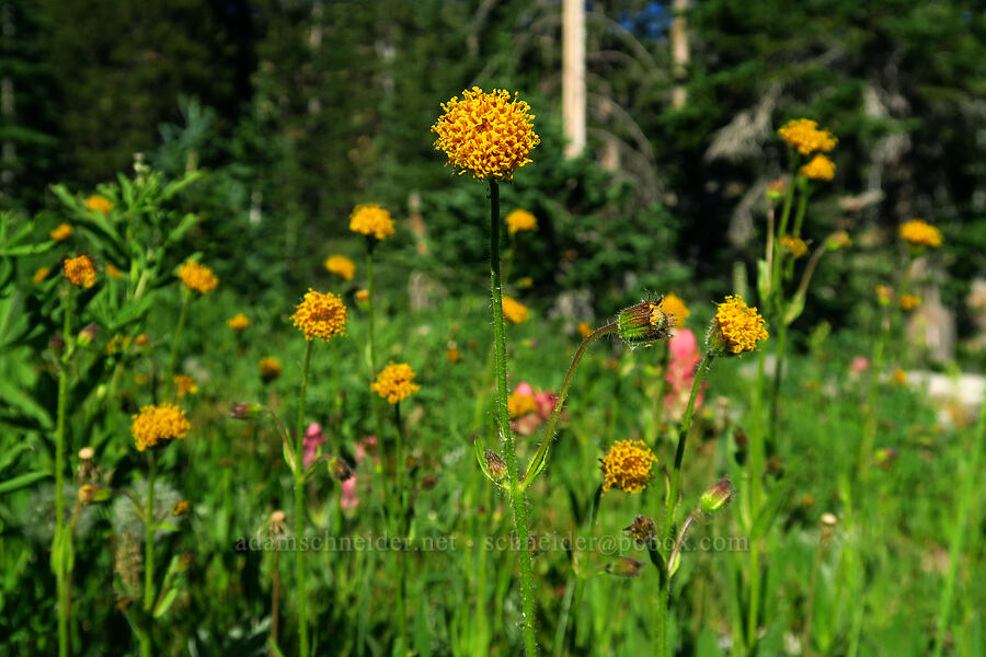 Parry's arnica (nodding arnica) (Arnica parryi) [Cecret Lake Trail, Alta, Salt Lake County, Utah]