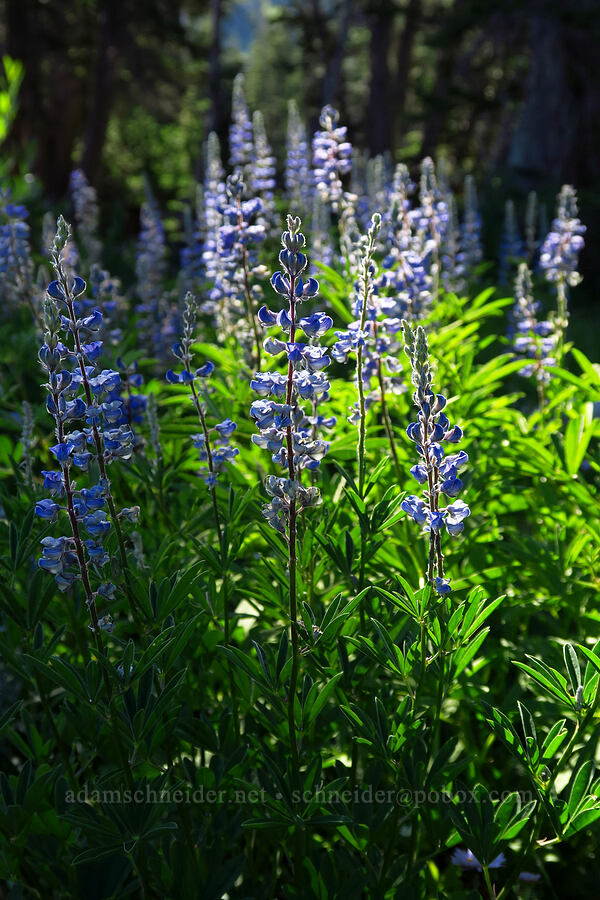 lupines (Lupinus sp.) [Cecret Lake Trail, Alta, Salt Lake County, Utah]