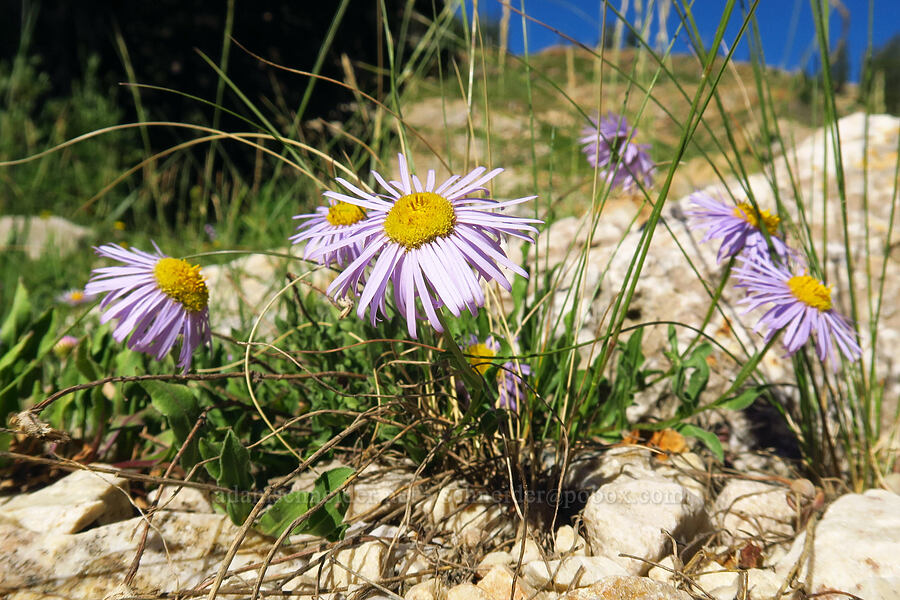 short showy fleabane (Erigeron speciosus) [Cecret Lake Trail, Alta, Salt Lake County, Utah]
