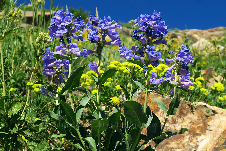 Wasatch beardtongue (Penstemon cyananthus) [Cecret Lake Trail, Alta, Salt Lake County, Utah]