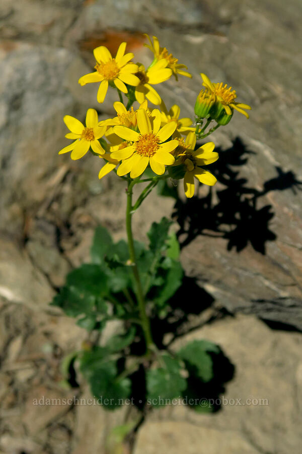 dwarf mountain ragwort (Fremont's groundsel) (Senecio fremontii) [Devil's Castle Trail, Alta, Salt Lake County, Utah]