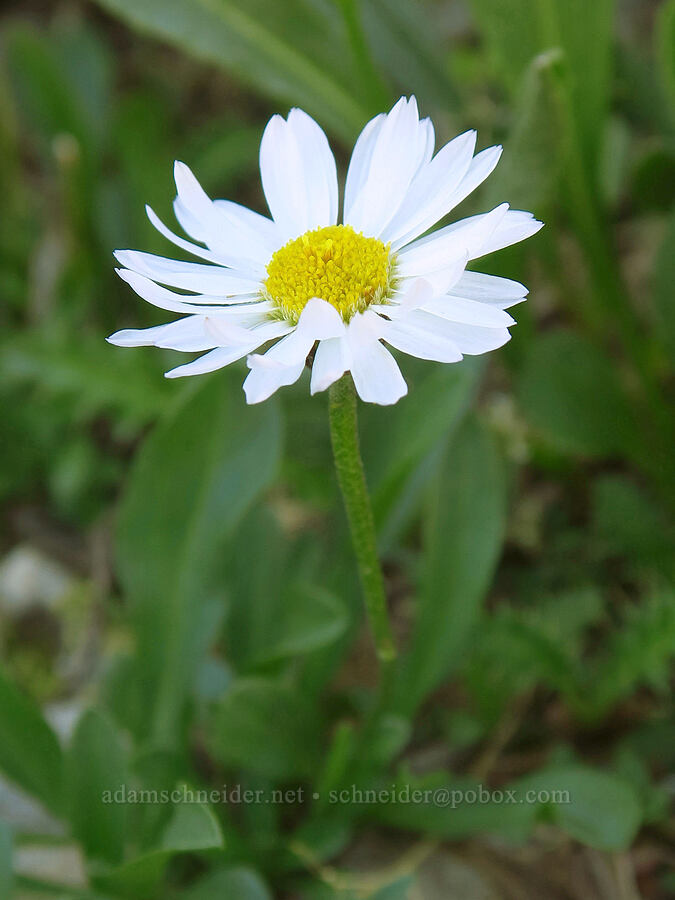 Garrett's fleabane (Erigeron garrettii) [Devil's Castle Trail, Alta, Salt Lake County, Utah]