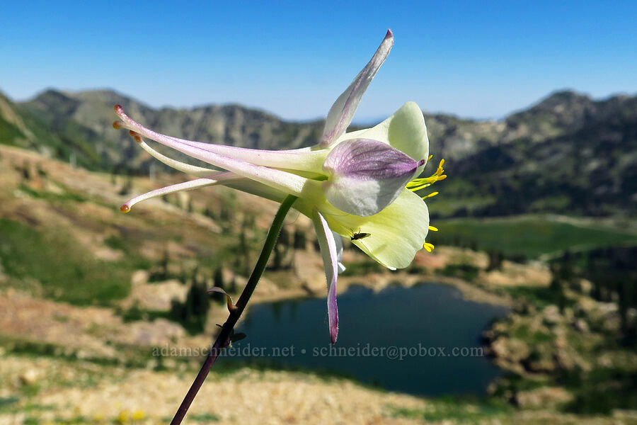columbine (Aquilegia sp.) [Devil's Castle Trail, Alta, Salt Lake County, Utah]