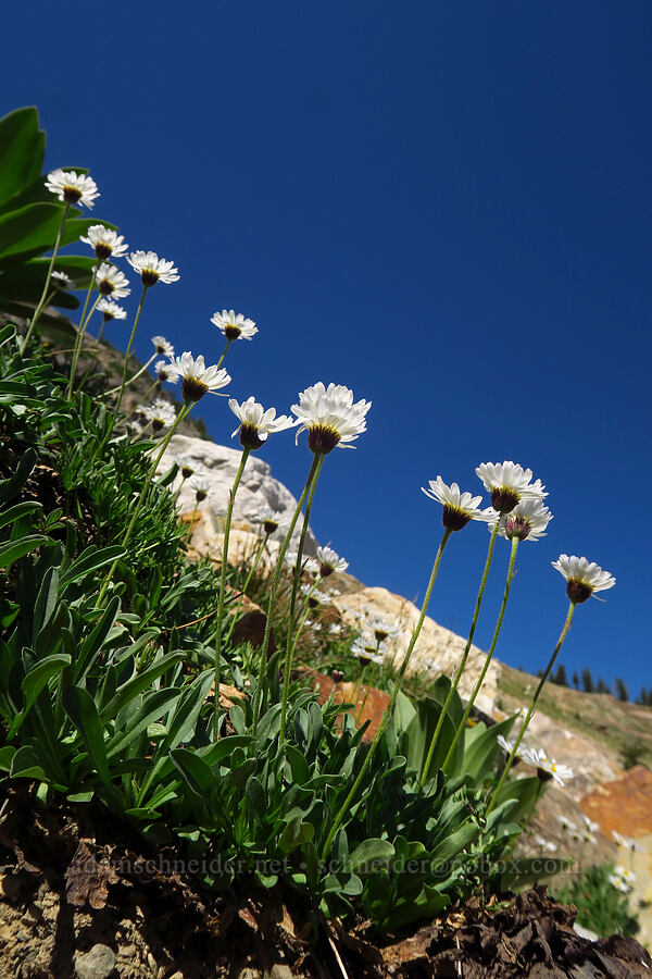 rockslide or Garrett's fleabane (Erigeron sp.) [Devil's Castle Trail, Alta, Salt Lake County, Utah]