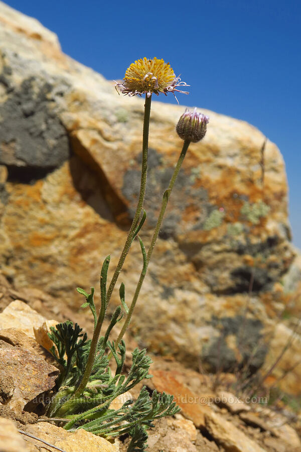 cut-leaf fleabane (Erigeron compositus) [Sugarloaf Mountain, Alta, Salt Lake County, Utah]