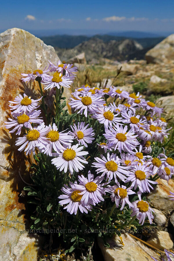 tufted fleabane (Erigeron caespitosus) [Sugarloaf Mountain, Alta, Salt Lake County, Utah]