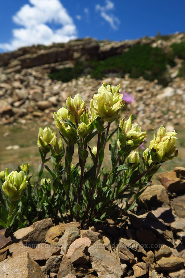 western Indian paintbrush (Castilleja occidentalis) [Devil's Castle Trail, Alta, Salt Lake County, Utah]