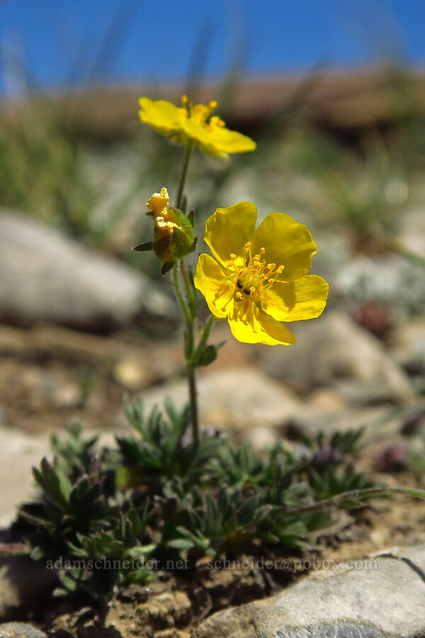 Rocky Mountain cinquefoil (Potentilla rubricaulis) [Devil's Castle Trail, Alta, Salt Lake County, Utah]