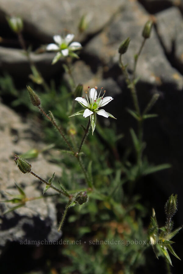 Nuttall's sandwort (Minuartia nuttallii (Sabulina nuttallii) (Arenaria nuttallii)) [Devil's Castle, Alta, Utah County, Utah]