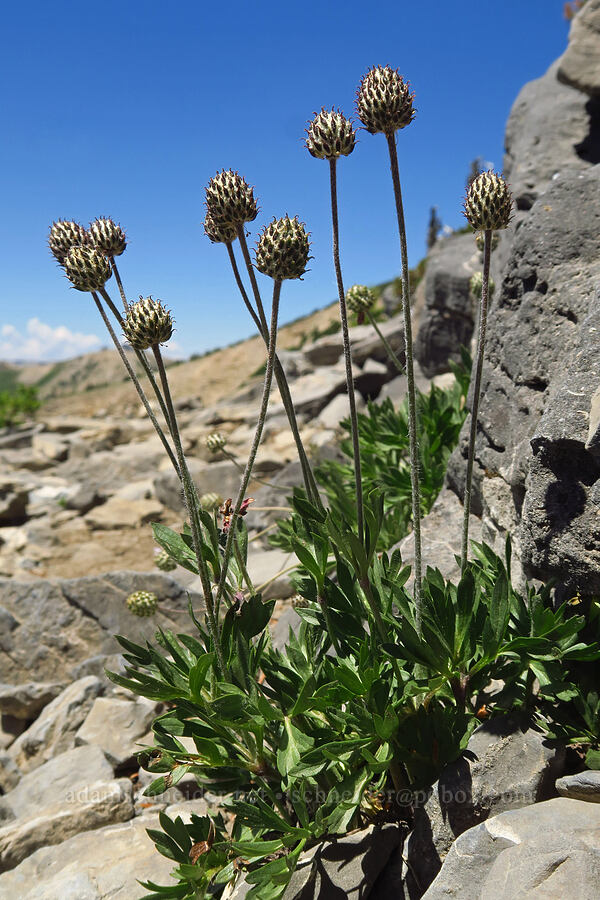 cut-leaf anemone (Anemone multifida) [Devil's Castle, Alta, Utah County, Utah]