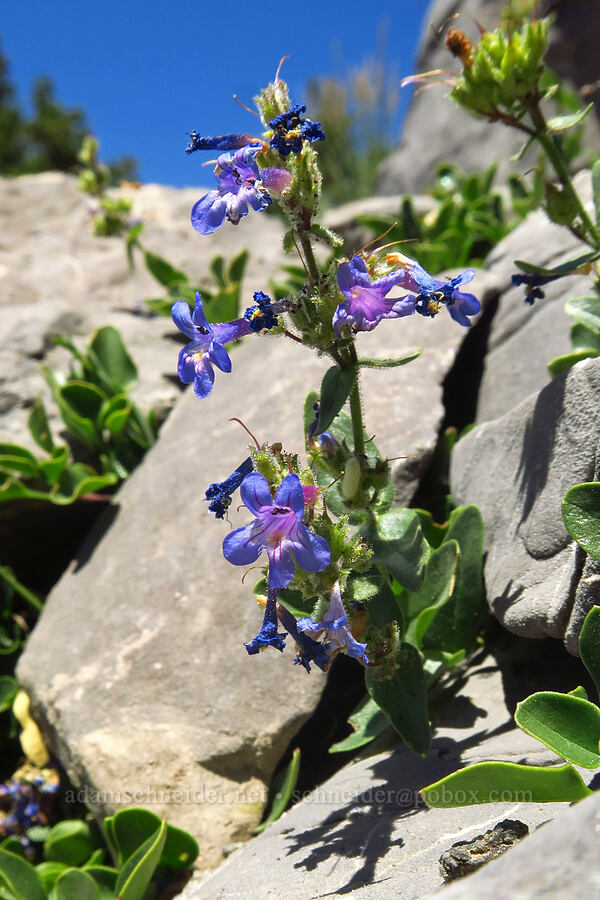 low beardtongue (lowly penstemon) (Penstemon humilis) [Devil's Castle, Alta, Utah County, Utah]