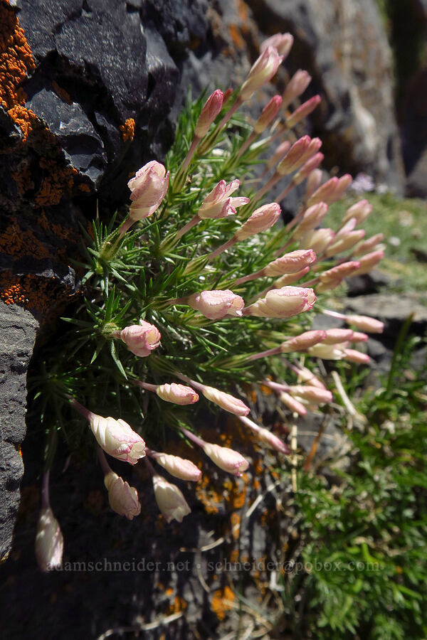 Watson's prickly-phlox (Linanthus watsonii (Leptodactylon watsonii)) [Devil's Castle, Alta, Salt Lake County, Utah]