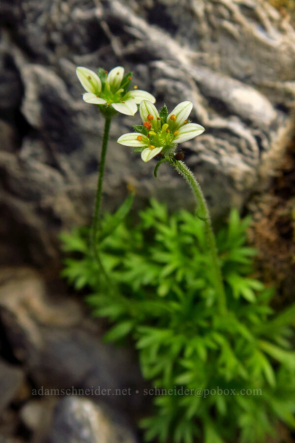 weird tufted saxifrage (Saxifraga cespitosa (Saxifraga caespitosa)) [Devil's Castle, Alta, Salt Lake County, Utah]