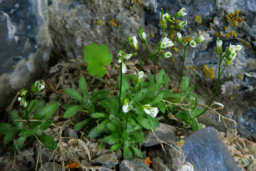 spear-fruited draba (Draba lonchocarpa) [Devil's Castle, Alta, Salt Lake County, Utah]