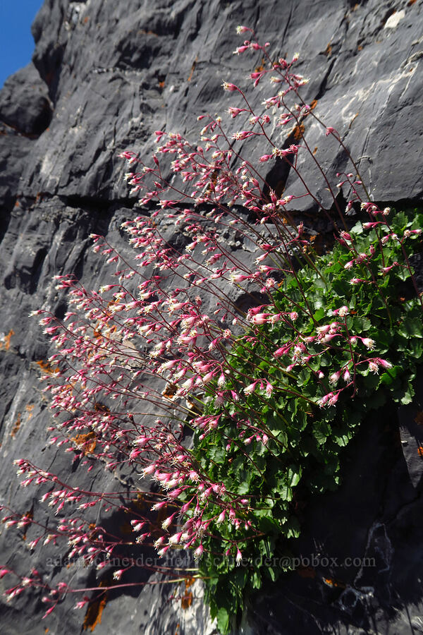 pink alumroot (Heuchera rubescens) [Devil's Castle, Alta, Salt Lake County, Utah]