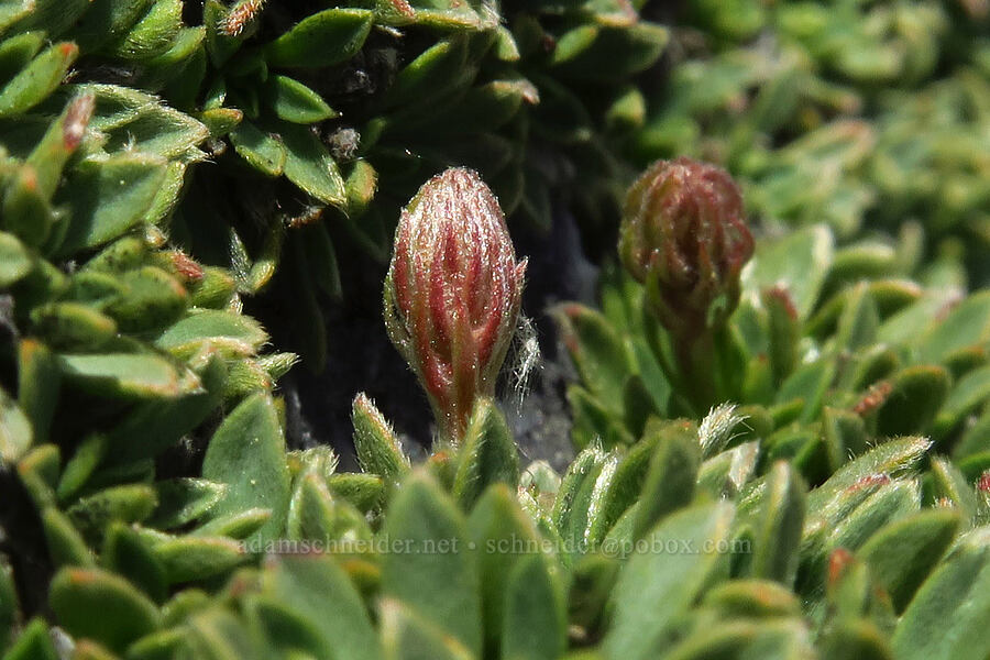 rock-mat spirea, budding (Petrophytum caespitosum (Petrophyton caespitosum)) [Devil's Castle, Alta, Salt Lake County, Utah]
