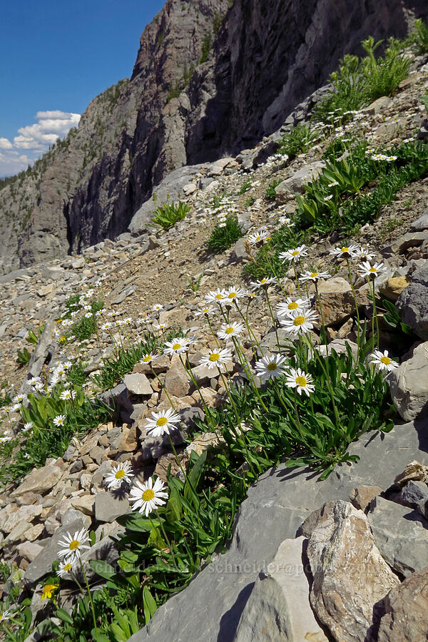 Garrett's fleabane (Erigeron garrettii) [below Devil's Castle, Alta, Salt Lake County, Utah]