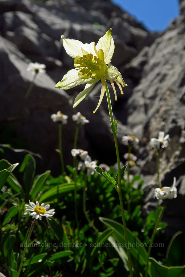 yellow columbine (Aquilegia flavescens) [below Devil's Castle, Alta, Salt Lake County, Utah]
