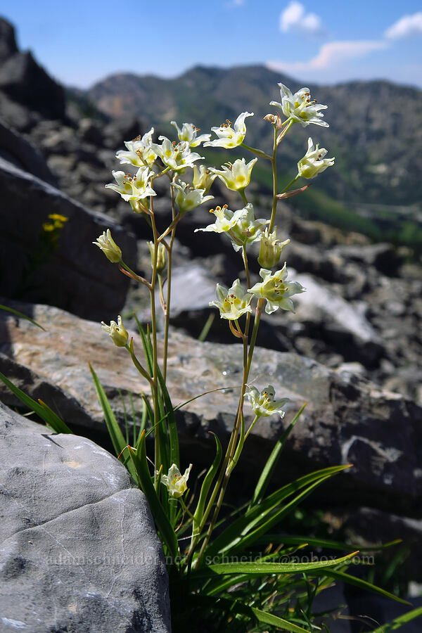 mountain death-camas (Anticlea elegans (Zigadenus elegans)) [below Devil's Castle, Alta, Salt Lake County, Utah]