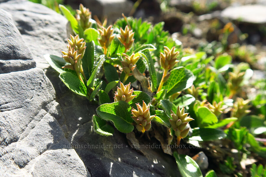 snow willow (Salix nivalis) [below Devil's Castle, Alta, Salt Lake County, Utah]