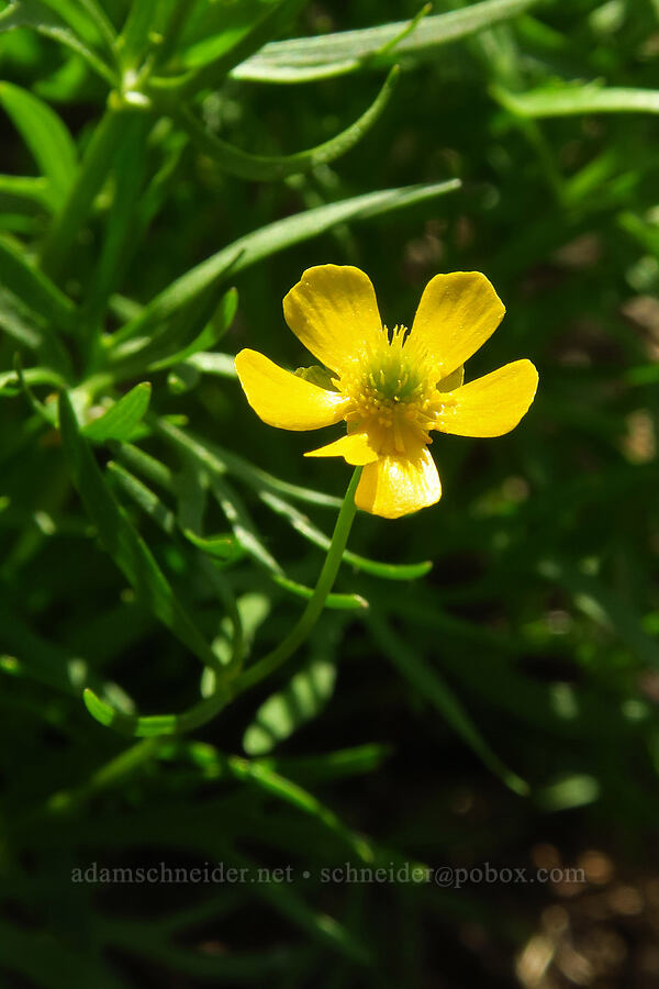 alpine buttercup (Ranunculus adoneus) [below Devil's Castle, Alta, Salt Lake County, Utah]