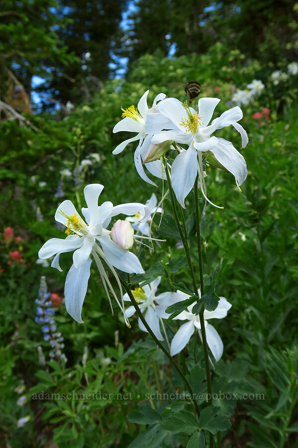 white Colorado columbines (Aquilegia coerulea var. ochroleuca) [Devil's Castle Loop Trail, Alta, Salt Lake County, Utah]