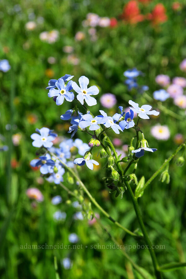 stickseed (Hackelia sp.) [Devil's Castle Loop Trail, Alta, Salt Lake County, Utah]