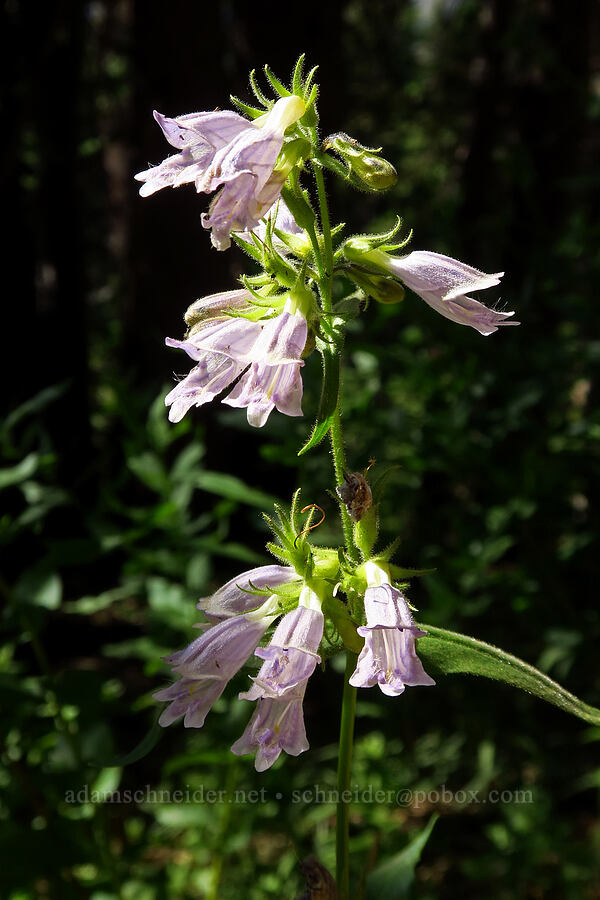Whipple's penstemon (Penstemon whippleanus) [Devil's Castle Loop Trail, Alta, Salt Lake County, Utah]