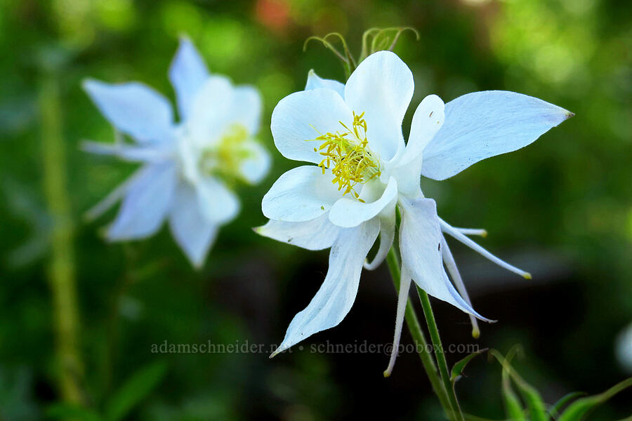 Colorado columbines (Aquilegia coerulea var. ochroleuca) [Cecret Lake Trail, Alta, Salt Lake County, Utah]