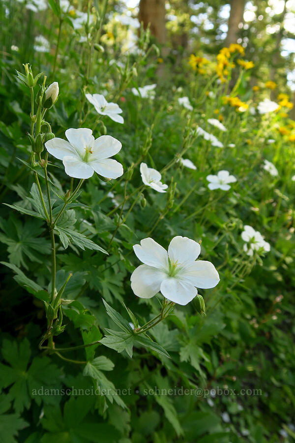 Richardson's geraniums (Geranium richardsonii) [Cecret Lake Trail, Alta, Salt Lake County, Utah]