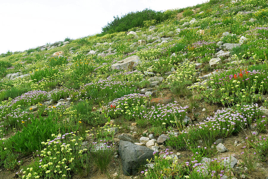wildflowers [Albion Basin, Alta, Salt Lake County, Utah]